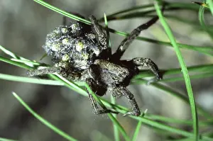 Maternal: Wolf Spider with Spiderlings