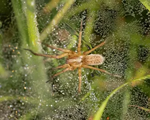 Trochosa: Wolf spider (Trochosa ruricola), Germany, Europe
