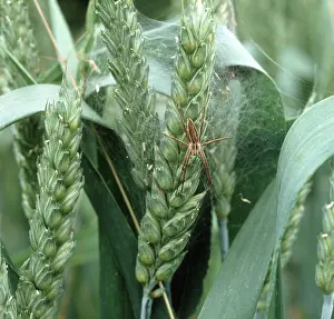 Webbing: A wolf spider and web