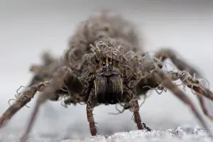 Spiderling: Wolf Spider with Young