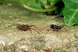 Pardosa: Wolf Spiders - Female (left) / male (right) mating courtship