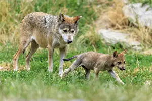 Wolf: A wolf standing in the grass next to a playing puppy
