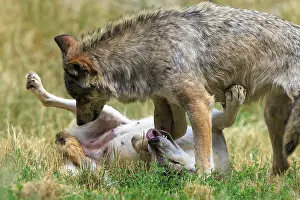 Wolf: A wolf standing over another lying wolf in a meadow