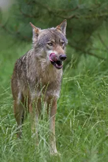 Lips: Wolf summer European Wolf adult wolf in summer Germany
