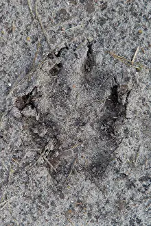 Spoor: Wolf Track European Wolf footprint in sand Germany