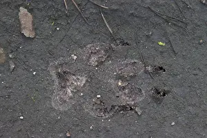 Spoor: Wolf Track European Wolf footprint in sand Germany