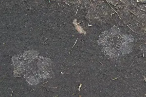 Spoor: Wolf Track European Wolf footprint in sand Germany