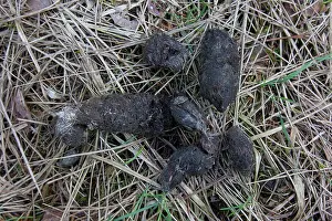 Droppings: Wolf Track European Wolf scat with hairs of prey German