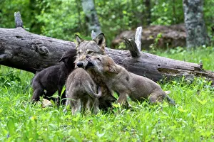 Wolves: WOLFF
