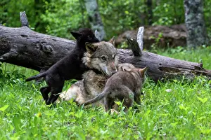 Wolves: WOLFF