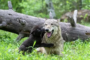 Wolves: WOLFF