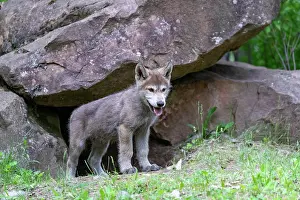 Wolves: WOLFF