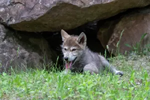Wolves: WOLFF