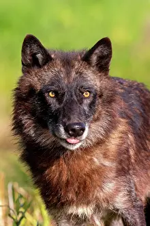 Wolves: WOLFF