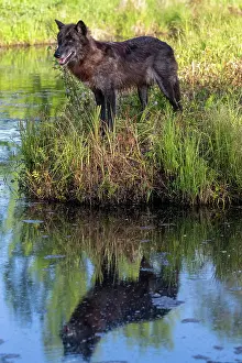 Wolves: WOLFF