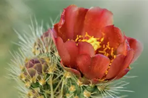 Cholla: Wolf's Cholla
