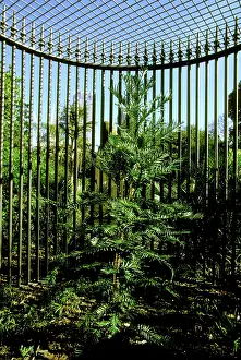 Nobilis: Wollemi Pine - In cage