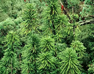 1995: Wollemi Pine - Discovered 1994 - Named 1995