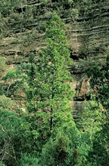 1995: Wollemi Pine - Discovered 1994 - Named 1995