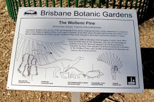 Eric Lindgren: Wollemi Pine - a recently discovered living fossil