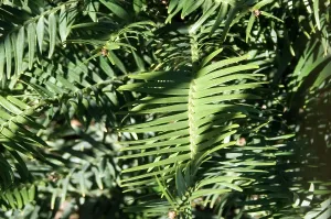 Eric Lindgren: Wollemi Pine - a recently discovered living fossil