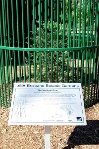 Eric Lindgren: Wollemi Pine - a recently discovered living fossil