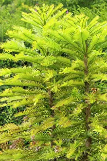Needles: Wollemi pine (Wollemia nobilis)