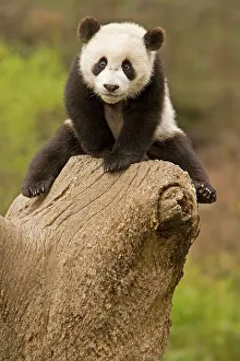 Panda: Wolong Panda Reserve, China, Baby Panda