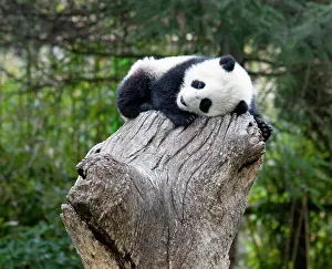 Alice: Wolong Reserve, China, Baby panda asleep