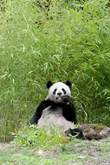 Alice: Wolong Reserve, China, Giant panda eating