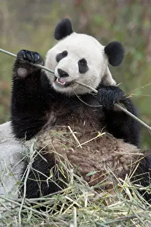 Alice: Wolong Reserve, China, Giant panda eating