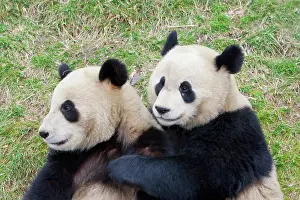 Alice: Wolong Reserve, China, Giant panda hugging