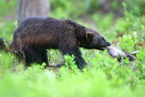 Wolverines: Wolverine