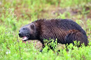 Wolverines: Wolverine