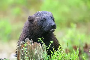 Wolverines: Wolverine