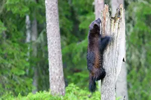 Wolverines: Wolverine