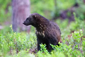 Wolverines: Wolverine