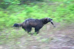Wolverines: Wolverine