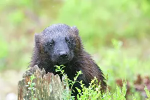 Wolverines: Wolverine