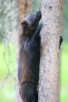 Wolverines: Wolverine
