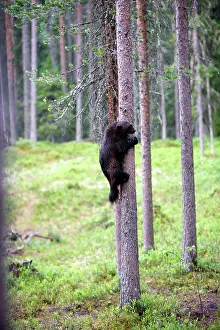 Wolverines: Wolverine