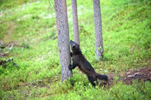 Wolverines: Wolverine