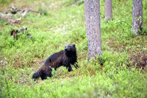 Wolverines: Wolverine