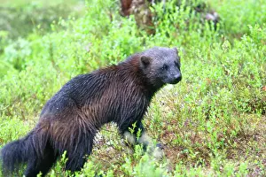Wolverines: Wolverine