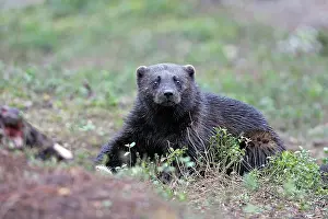 Gulo: Wolverine