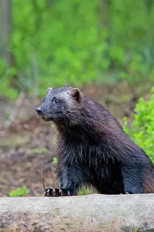 Gulo: Wolverine