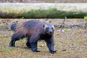 Gulo: Wolverine