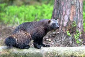 Gulo: Wolverine