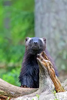 Gulo: Wolverine