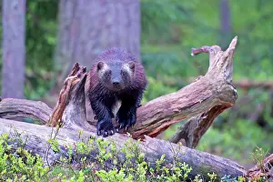 Gulo: Wolverine